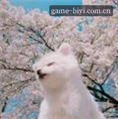 张强